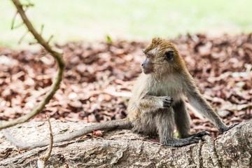 Real monkey portrait close up in botanical garden