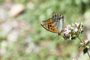 farfalla su fiore di maggiorana