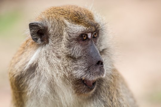 Real monkey portrait close up in botanical garden