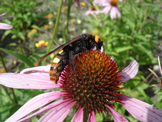 Mammoth wasp female (Megascolia maculata flavifrons) on a Eastern purple coneflower flower