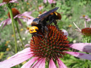 Mammoth wasp female (Megascolia maculata flavifrons) on a Eastern purple coneflower flower