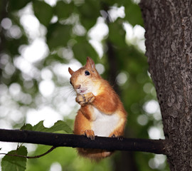 Red squirrel on a tree eats a nut