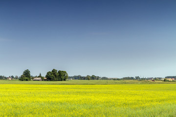 Rape  fields