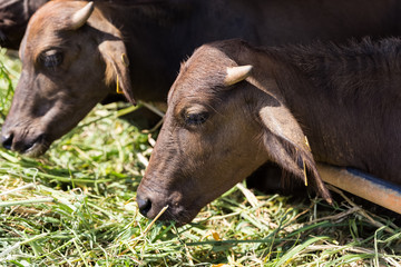 mini murrah eating grass