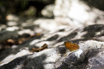 colorful butterfly on rock