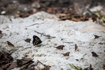 colorful butterfly on rock