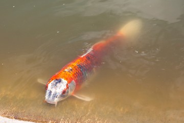 Red carp in water
