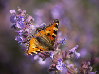 Schmetterling Kleiner Fuchs.