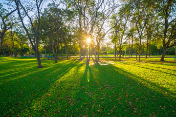Green summmer public park with tree branch