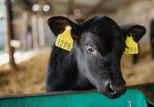 Close-up of calf at barn