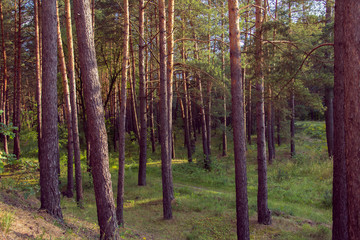 Fototapeta premium pine forest on the sunset