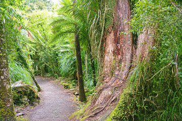 Native forest walk in Paparoa National park, New Zealand