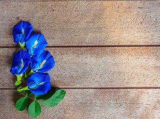 Butterfly pea group on wooden