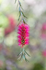 Callistemon citrinus