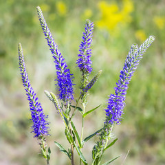 Wild flower Veronica ( Latin name Veronica longifolia)