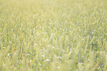 wheat field
