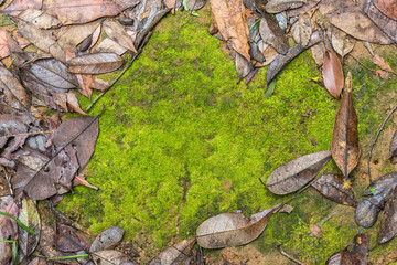 Moss texture background
