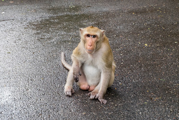 Male blind, long-tailed monkey sitting and staring to camera.