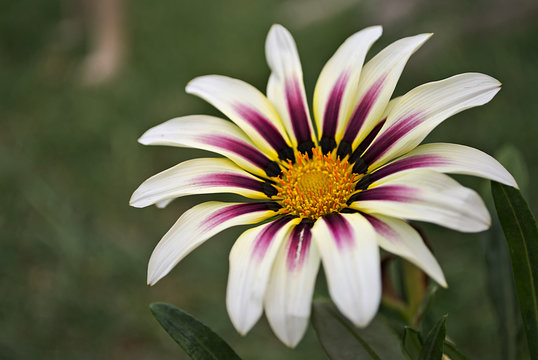 Zania weiss und pink