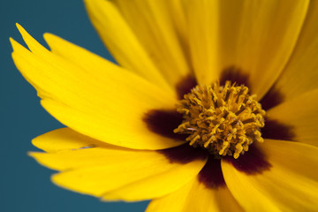 Mädchenauge, Schöngesicht, Zierpflanze, (Coreopsis lanceolata)