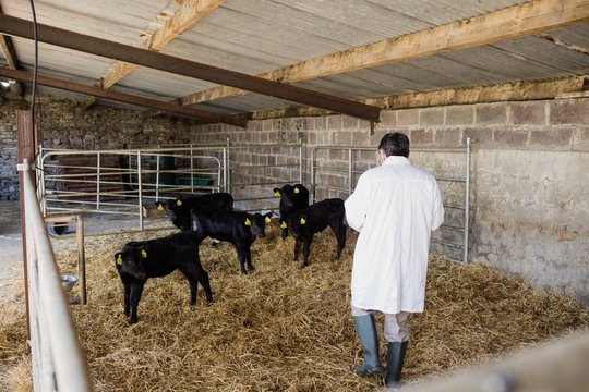 Vet examining calves at shed