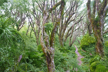 Native forest of Fiordland National park, New Zealand