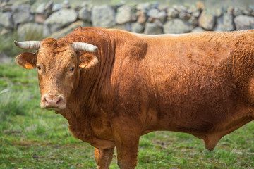 cows and bulls on pasture, lush green grass