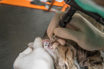 Tatouage, technique ancienne d'identification des animaux, un code est gravé dans l'oreille droite de l'animal domestique.