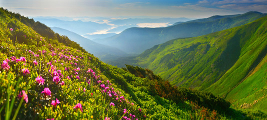 Fototapeta na wymiar Rhododendron flowers in summer mountains