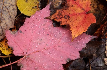 Many Colorful Maple Leaves