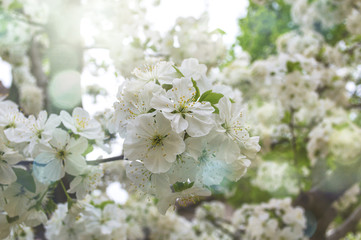Cherry tree flowers