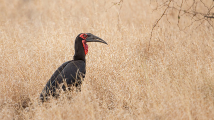 Southern ground hornbill (Bucorvus leadbeateri), Kruger Park, South Africa