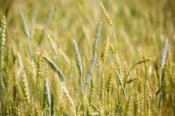 Ears of young wheat and wheat field in a sunny summer day