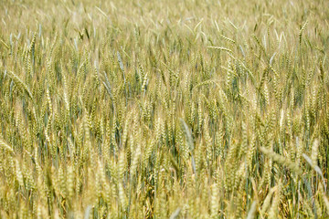 Field of young wheat on a summer sunny day