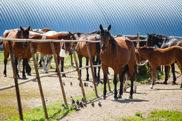 Herd of horses and foals on the farm on a summer day