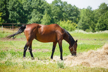 Horse grazing in a haystack in the field on forest background