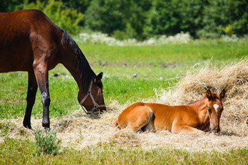Horse and foal grazing in the field. Foal lying in a haystack, a horse standing next to him