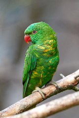 Scaly-breasted lorikeet (Trichoglossus chlorolepidotus)