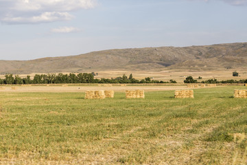 view of a landscape of fields cultivated captured from a car
