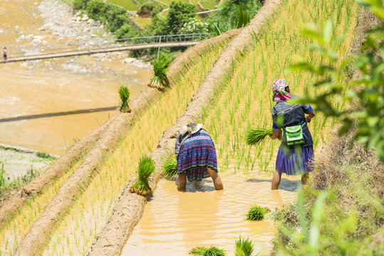 growing rice in Mu Cang Chai, Yen Bai, Vietnam