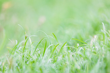 de-focus grass filed background