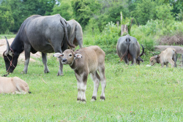 calf buffalo