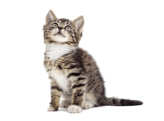tabby kitten looking