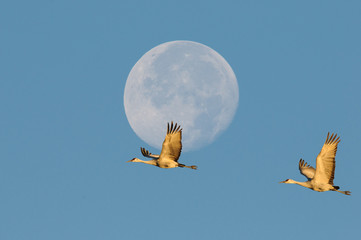 Sandhill Cranes and Moon