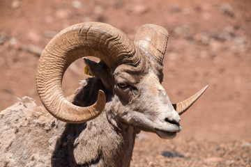 Bighorn Sheep