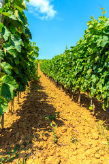 Fototapeta na wymiar vineyards in Serbia