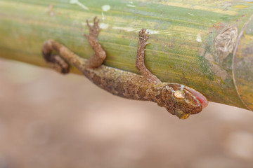 Ulber's Gecko in tropical forest