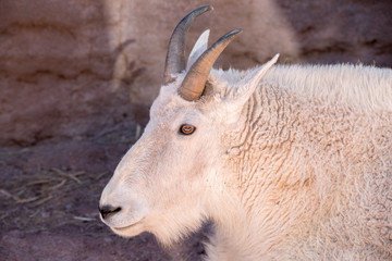 Rocky Mountain goat
