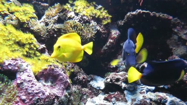 saltwater fish named Zebrasoma flavescens or Yellow Tang fish or Surgeonfish, from Acanthuridae family, eating in rock in aquarium