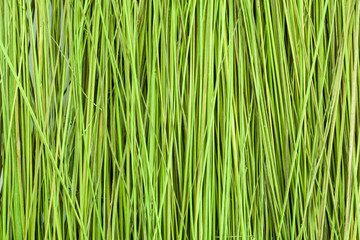 Fototapeta premium Green grass. Close. Texture. Background